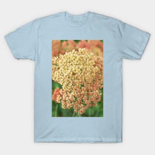 Achillea millefolium &#39;Salmon Beauty&#39; T-Shirt